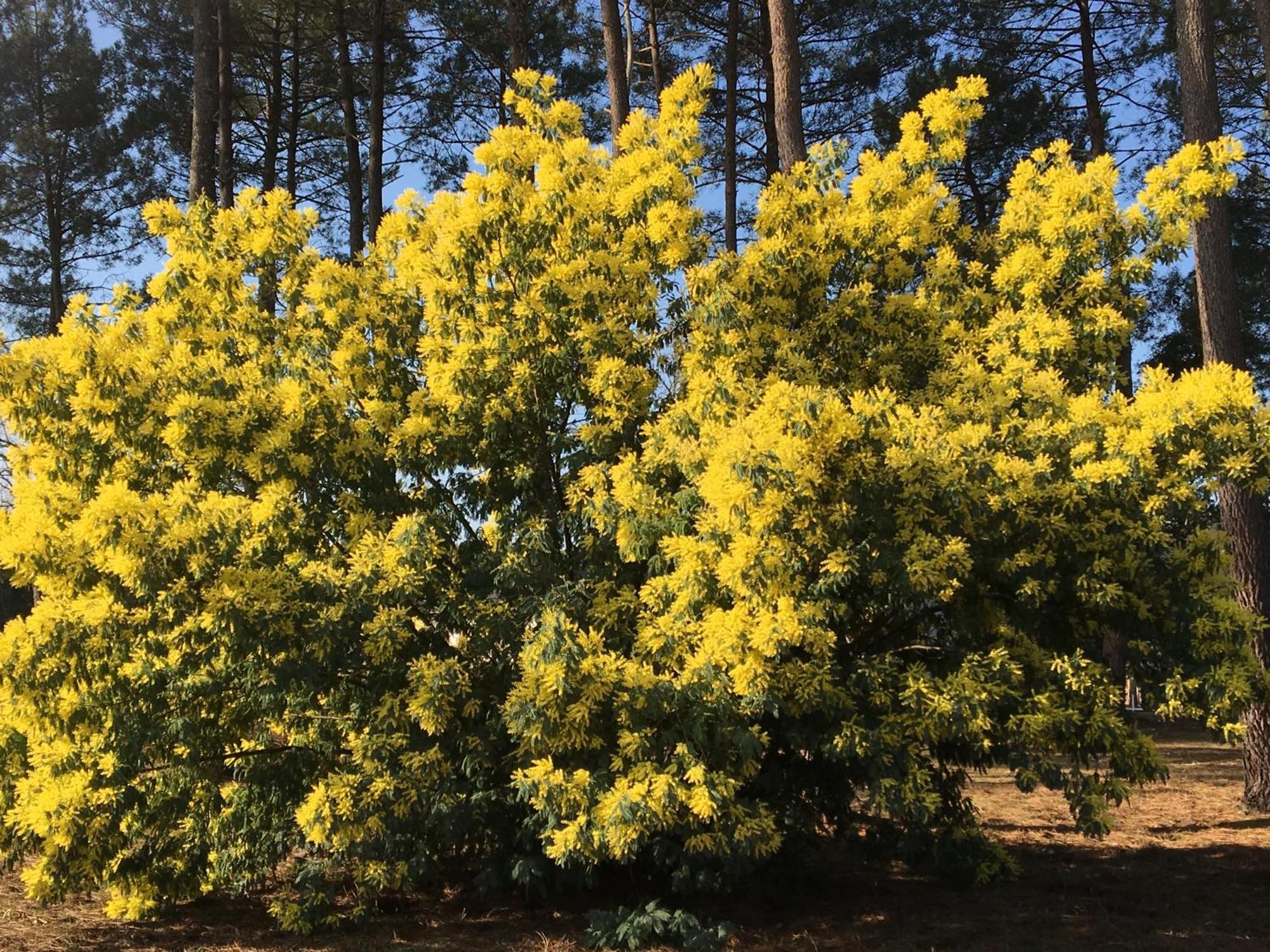 Vila La Bergerie Des Landes Lit-et-Mixe Exteriér fotografie
